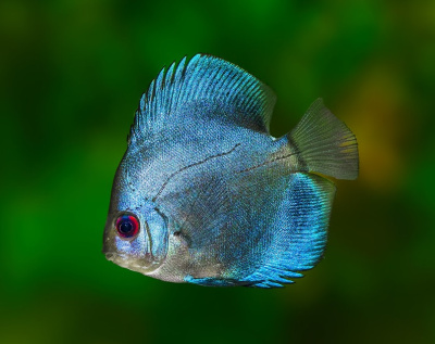 Дискус Голубой Бриллиант